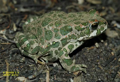 Зеленая жаба - Bufo viridis Laur., 1768 [1977 Банников А.Г., Даревский  И.С., Ищенко В.Г., Рустамов А.К., Щербак Н.Н. - Определитель земноводных и  пресмыкающихся фауны СССР]