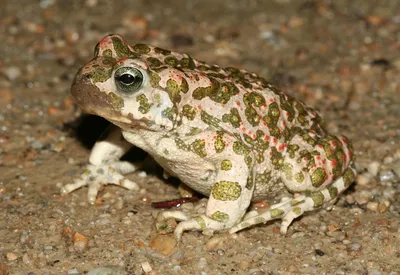 Зеленая жаба (Bufotes viridis)