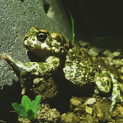 европейская зеленая жаба стоковое изображение. изображение насчитывающей  смешно - 10633103
