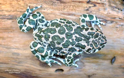 Ночные зеленые жабы. | Пикабу