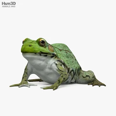 Герпетофауна Поволжья - Систематика зеленой жабы (Bufotes viridis)