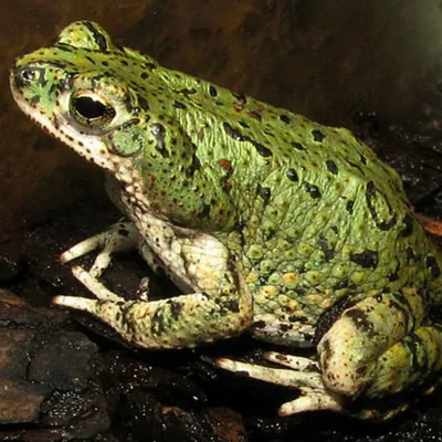 Жаба зеленая американская - Bufo debilis (M)