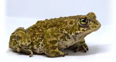 Зеленая жаба (Bufotes viridis) | Пикабу