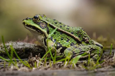 Угрюмая зеленая толстопузая жаба …» — создано в Шедевруме