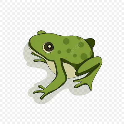 Зелёная жаба (Bufo viridis) — Фото №237782