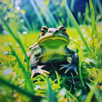 Колючая злючая зеленая жаба» — создано в Шедевруме