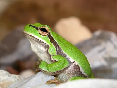 Европейская зеленая жаба Стоковые фотографии, картинки, все без  лицензионных отчислений - Envato Elements