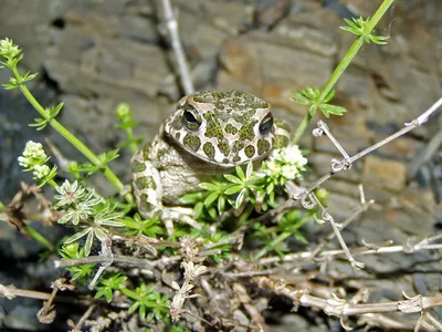 зеленая жаба стоковое изображение. изображение насчитывающей лягушки -  15071445