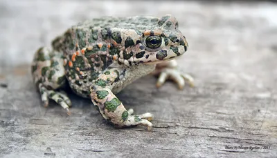 Заповедная Мордовия - Зеленая жаба – Bufo viridis Laurenti, 1768.