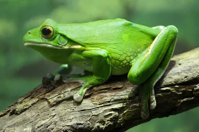 Зеленая жаба - 44 фото