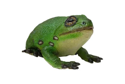 Зеленая жаба. Фотограф Алёна Шевцова