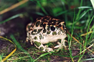 Нахальная зеленая жаба в траве Стоковое Изображение - изображение  насчитывающей смотреть, пуща: 107343081