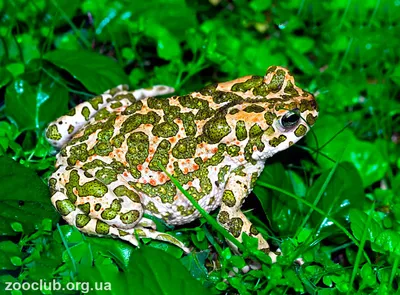 Биокарта. Bufotes viridis или Зелёная жаба. Содержание, разведение, полевые  данные. | ВКонтакте