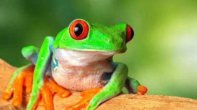 Зелёная жаба на зелёной траве 💚…» — создано в Шедевруме