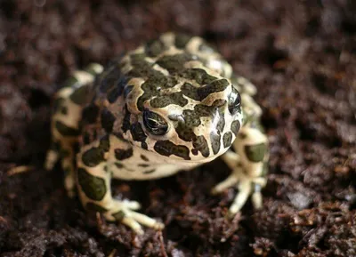 Зеленая жаба - 44 фото
