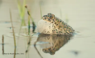 Зеленая жаба (Bufotes viridis)