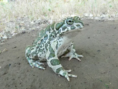 Зеленая жаба (Bufo viridis)