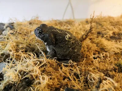 Колорадская жаба – Incilius alvarius. Экспозиция Экспозиция \"Экзотариум\".  Сахалинский зооботанический парк.