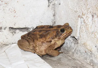 животная жаба лягушки стоковое фото. изображение насчитывающей смотреть -  16616408