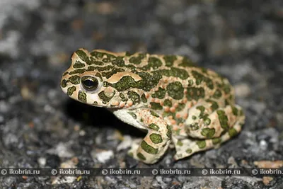 Карибская жаба (Peltophryne) - Toki