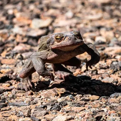 Лягушка, жаба для фотосессии в Москве - 6000.00 руб