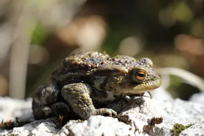 Водяная жаба — Википедия