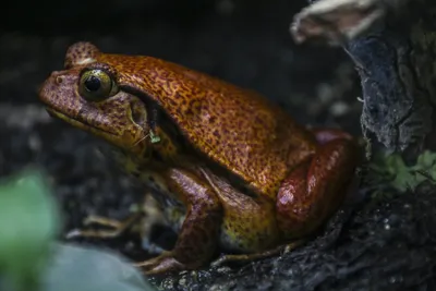 Колорадская жаба - Сайт государственного учреждения Тульской области  «Тульский областной экзотариум»