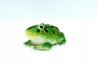 Животное жаба - 72 фото