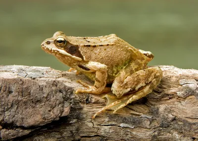 Купить Лягушка/жаба Животные: отзывы, фото и характеристики на Aredi.ru  (9321436279)