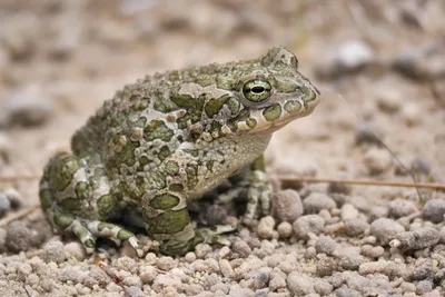 Обыкновенная жаба (Фауна Северного Казахстана) · iNaturalist
