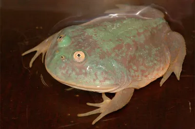 Иранская жаба (Фауна Северного Казахстана) · iNaturalist