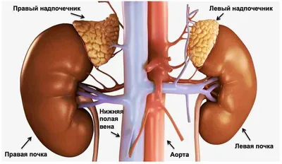 Опухоли надпочечника - симптомы, диагностика.