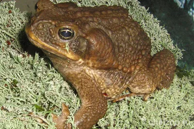 Токсичные жабы «терроризируют» гадюкообразных смертельных змей в Автралии:  почему они поменялись ролями | Ваша Планета | Дзен