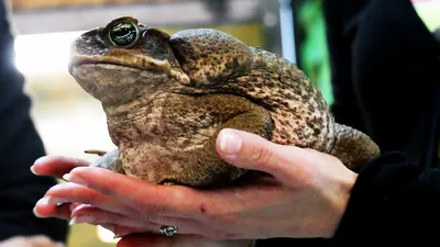 Фотография Большая жаба ага. Fotonostra - клуб любителей фотографии