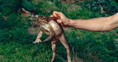 AGA TOAD. Huge and poisonous - YouTube