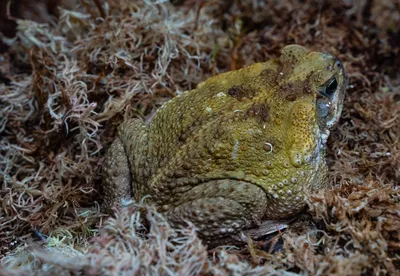 Жаба-ага: Огромное ядовитое и смертоносное земноводное – тростниковая жаба  | ВКонтакте