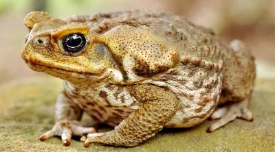 Жаба ага: фото, питание, ареал обитания жабы ага – читайте на Exomania
