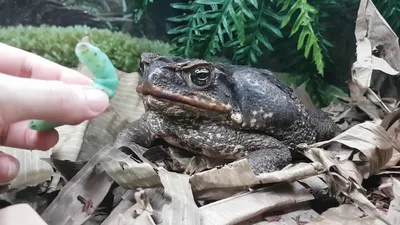 Жаба ага» — создано в Шедевруме