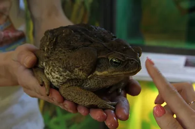 Огромная жаба-рекордсмен обнаружена в Австралии - BBC News Русская служба