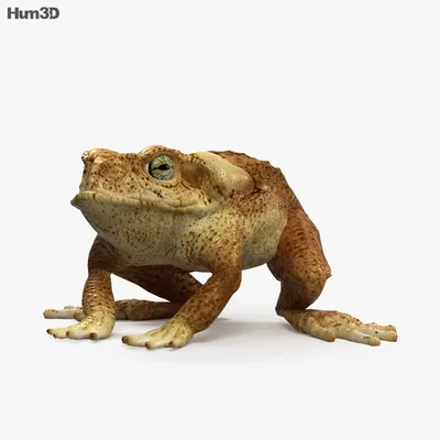 Гигантская жаба ага, сухопутная лягушка жаба: 1 200 грн. - Другие животные  Киев на Olx