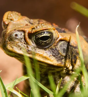 Жаба-ага (Rhinella marina) купить в Планете экзотики