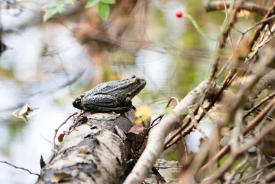 Герпетофауна Поволжья - Тростниковые жабы (Rhinella marina) меняют внешний  облик