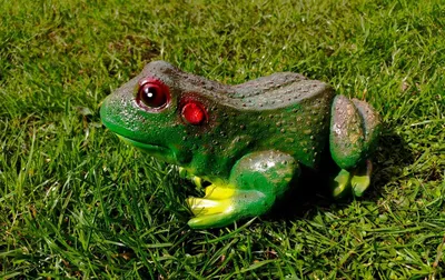 Ядовитые жабы захватили курорт во Флориде - 26.03.2019, Sputnik Беларусь