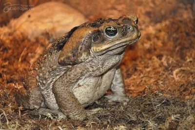 ЖАБА АГА. Bufo (Rhinella) marinus. Биокарта вида. | ВКонтакте