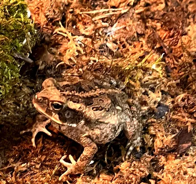 В Австралии обнаружили жабу-рекордсменку - Газета.Ru | Новости