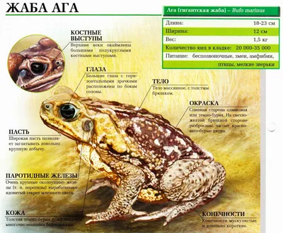 Большая токсичная жаба- ага. Почему у этой красавицы нет врагов | ЖИВОТНЫЙ  МИР | Дзен