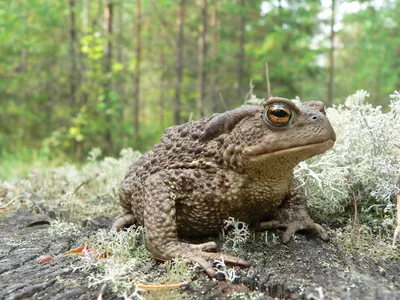 Жаба-ага (Rhinella marina) купить в Планете экзотики