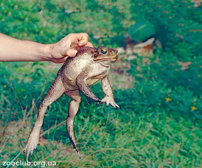 Жаба Ага Giant Marine Toad Stock Photo | Adobe Stock