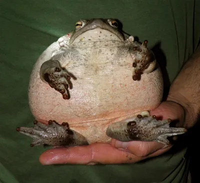 Жаба ага – одна из самых крупных жаб в мире.:::Жаба ага. Сайт о животных.  PiLife