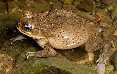 Обыкновенная (серая) жаба (Bufo bufo)